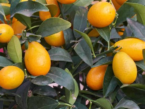 8 Different Dwarf Citrus Trees You Can Grow at Home