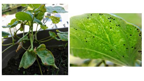 Tiny Black Bugs On Plants Outside - Plant Ideas