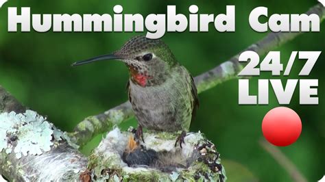 Hummingbird Live Cam 1 - YouTube