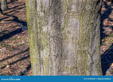 Quercus Coccinea Bark Background. Oak Bark Texture Stock Photo ...