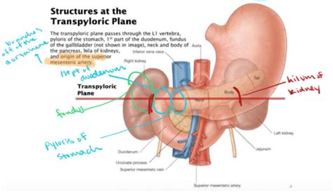 Case 1: Anatomy Flashcards | Quizlet