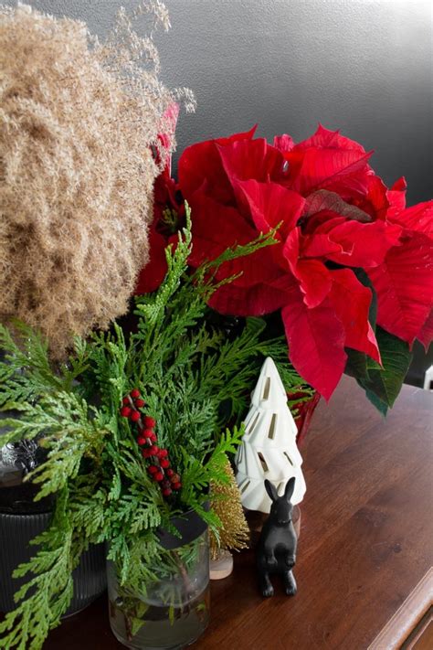 My poinsettia care guide & tips for keeping your plants healthy