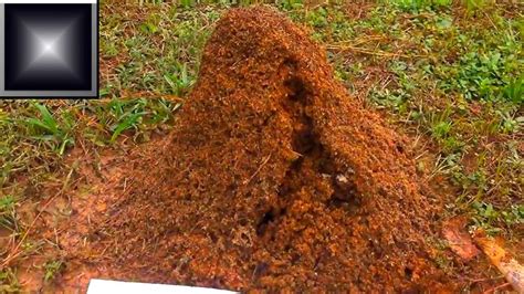 Fire Ant Mound FURY | Fire ant mounds, Fire ants, Ants