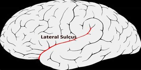 Lateral Sulcus - Assignment Point