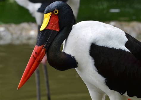 15 Facts About Africa's Saddle-billed Stork (Ephippiorhynchus senegalensis) | Stork, African ...