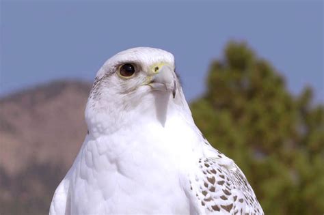 Air Force Academy Mascot Falcon Recovering After Injury, West Point Prank