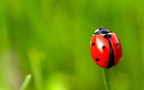 Ladybugs 1080P, 2K, 4K, 5K HD wallpapers free download | Wallpaper Flare