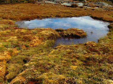 Swamps | National Wetland Trust of New Zealand | Types Of Wetlands