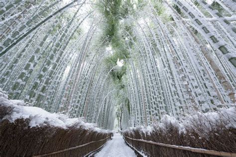 雪の竹林 | Shot photo, National geographic photography, National geographic