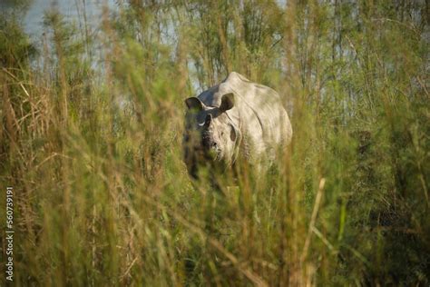 Endangered indian rhinoceros in the nature habitat of Kaziranga ...