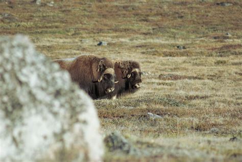 Kayaking and hiking trip to spot musk oxen in Greenland - Greenland Tours | Hiking trip ...