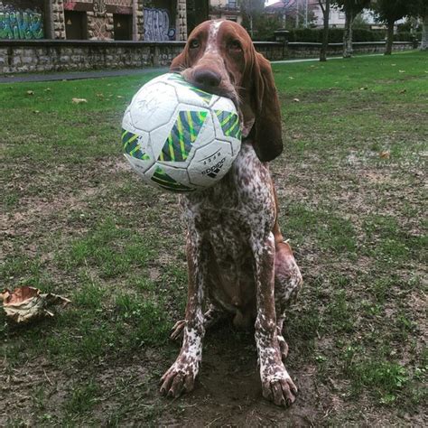 Bracco Italiano - Your Complete Breed Guide To The Italian Pointer - The Goody Pet