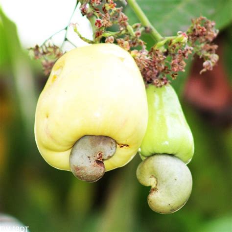 Kasuy: The Cashew Nut in the Philippines.