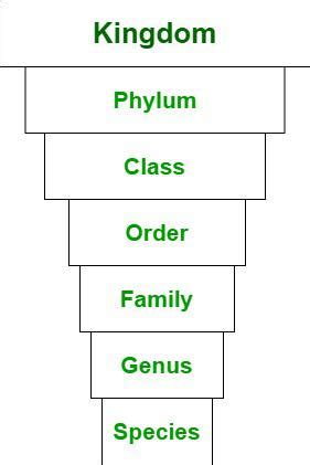 Animal Classification Chart Kingdom Phylum Class Order Family Genus Species