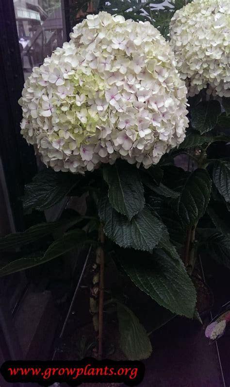 Annabelle hydrangea - How to grow & care