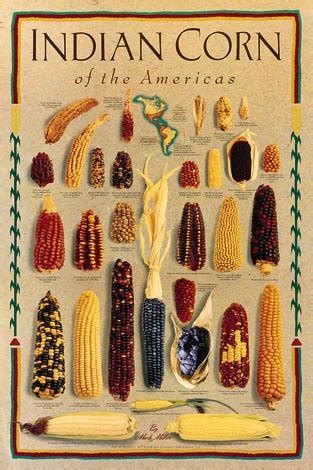 Varieties of Native American corn | Download Scientific Diagram