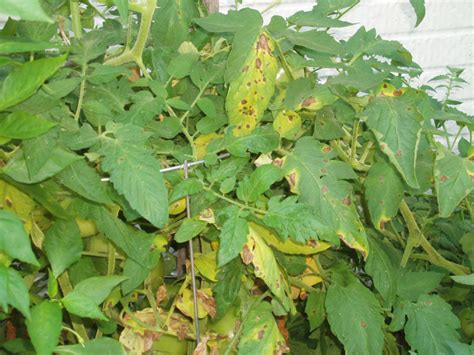 Combatting Early Blight: Understanding and Treating Alternaria Leaf Spot in Tomatoes - The Pro ...