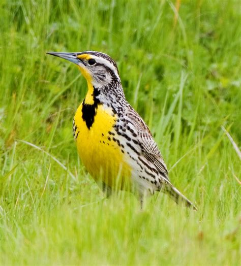 Birds: Western Meadowlark