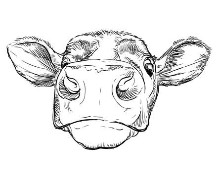 Cattle Head Drawing