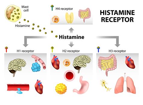 Histamine and Its Systemic Effects Genetic Optimization