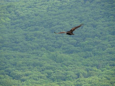 Bird Of Prey Free Stock Photo - Public Domain Pictures