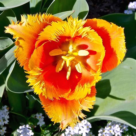 8 Tulip Varieties That Will Delight Your Senses