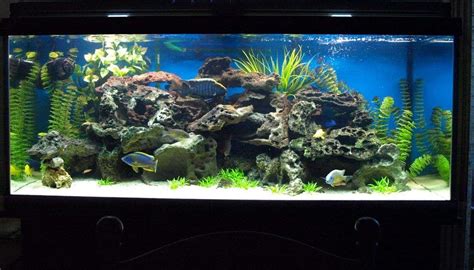 Most Beautiful Freshwater Tanks ( All Time ) - Page 4 | RateMyFishTank.com | Aquarium landscape ...