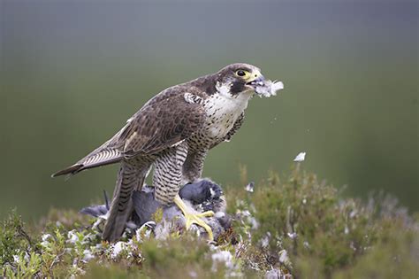 peregrine falcon hunting | My HD Animals