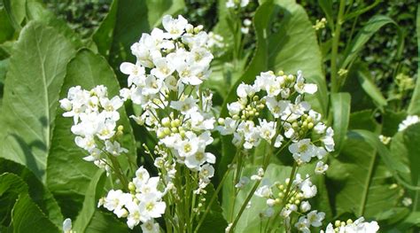 The-Horseradish - Harvesting History