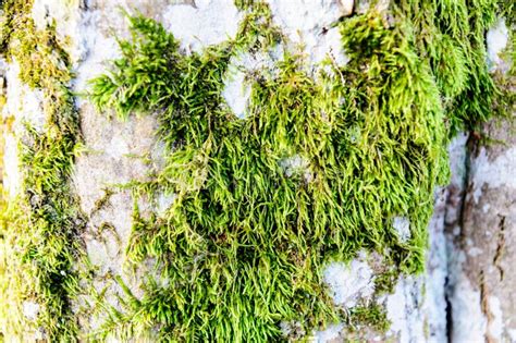 Green Moss Grown Up Cover The Rough Stones In The Forrest. Show With Macro View. Rocks Full Of ...