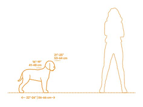 Lagotto Romagnolo Size Comparison | atelier-yuwa.ciao.jp