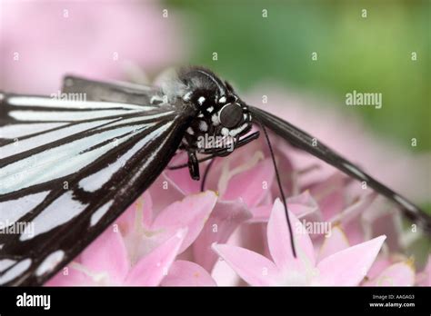 Wood nymph butterfly on star cluster (penta Stock Photo - Alamy