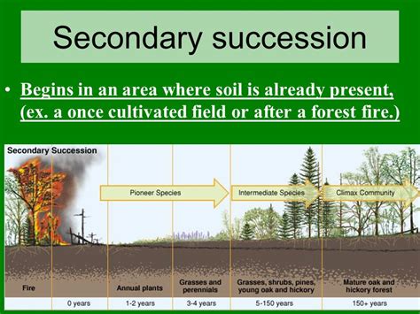 What Is Secondary Succession - slideshare