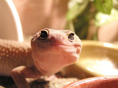 Baby Gecko Wallpapers - Wallpaper Cave