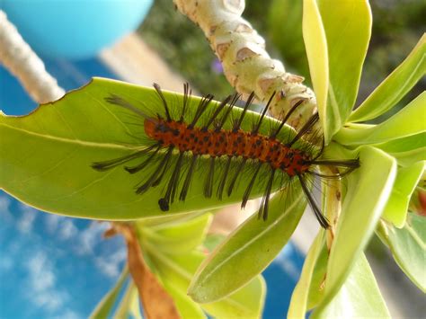 Debi in Mérida: Syntomeida epilais - Oleander Caterpillar