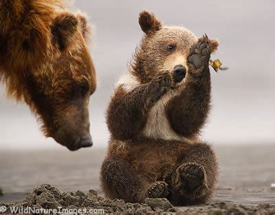 Funny grizzly bear cubs ~ unique animal wallpapers