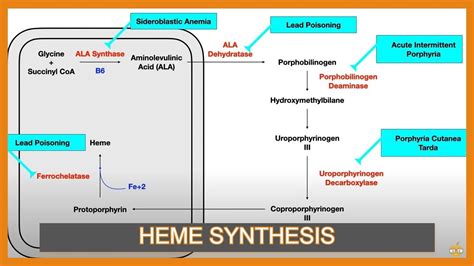 Biosynthesis Of Heme Mnemonics Biosynthesis Of Heme Mnemonics – Otosection