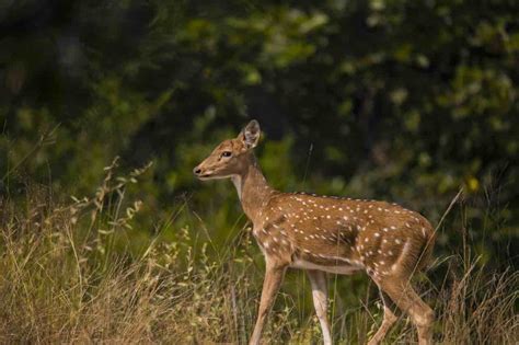 How to successfully plan a Bandhavgarh National Park Safari, Madhya Pradesh - travelseewrite