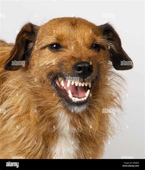 Dog snarling hi-res stock photography and images - Alamy