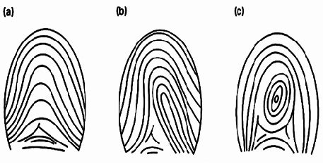 Major types of fingerprint patterns a) arch, b) loop, and c) whorl... | Download Scientific Diagram