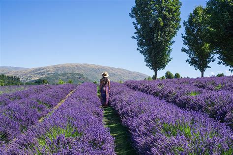 Wānaka Lavender Farm - See the South Island NZ Travel Blog