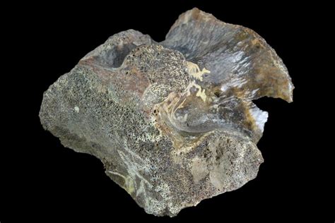 1.5" Partial, Fossil Crocodile Vertebra - Aguja Formation, Texas (#116664) For Sale - FossilEra.com