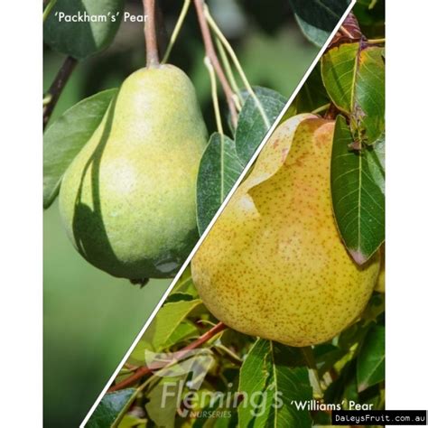 Buy 2 Way Pear Packhams Williams Grafted Tree - Pyrus communis