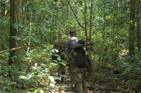 Rain Forest Elephant Hunting in Cameroon – Peter Flack – hunter, writer ...