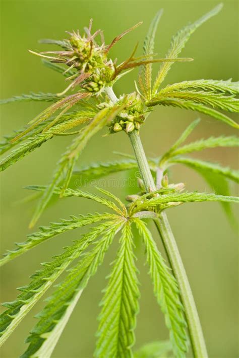 Cannabis Ruderalis stock image. Image of green, nature - 21372179