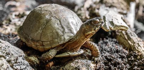 Oakland Zoo | Three-Toed Box Turtle