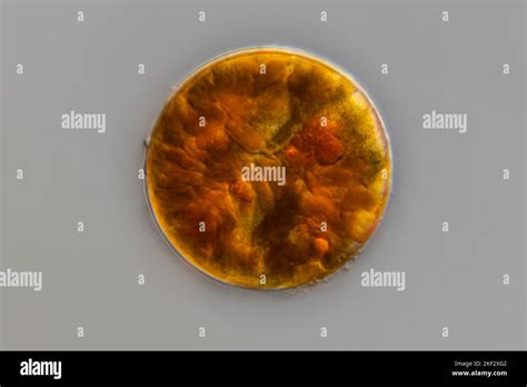 Peridinium cinctum algae, light micrograph Stock Photo - Alamy