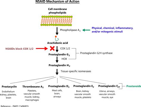 Nsaid Mechanism Of Action