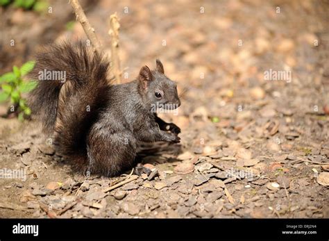 Eurasian red squirrel Stock Photo - Alamy