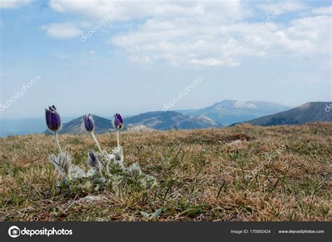 Spring flowers in mountains — Stock Photo © YuliyaKirayonakBO #170892424